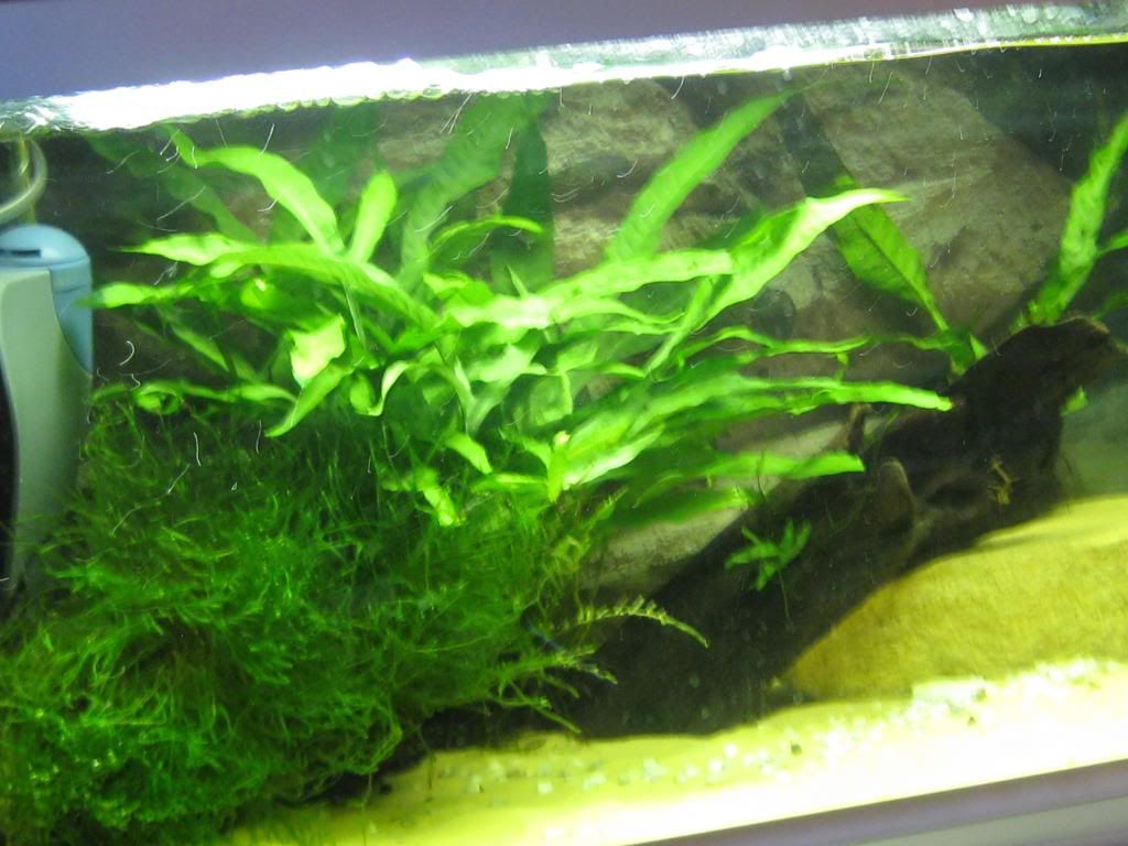 plantsfromtank013.jpg