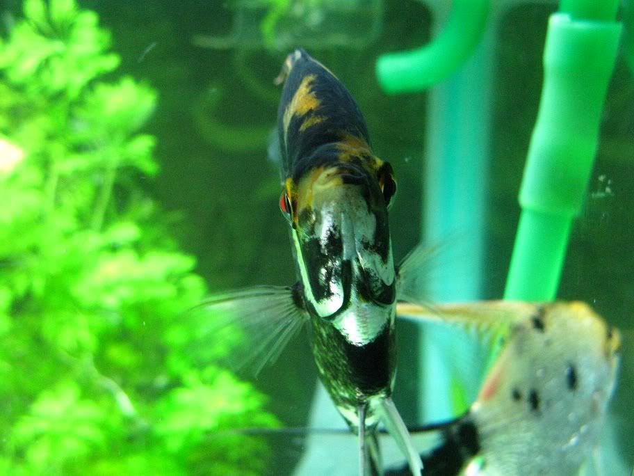Nosey1.jpg