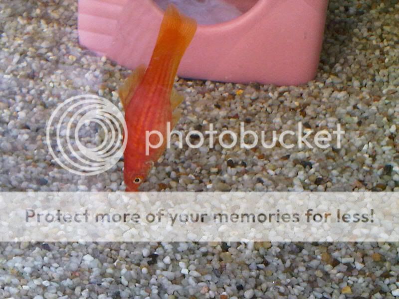IMG00601-20110812-1015.jpg