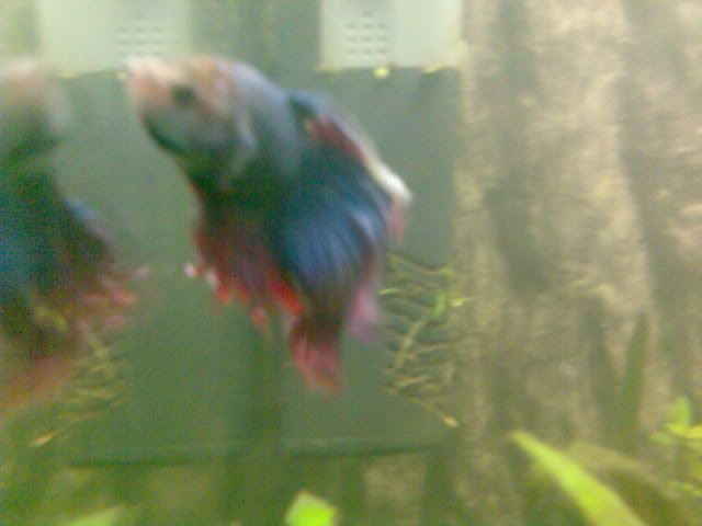 betta5.jpg
