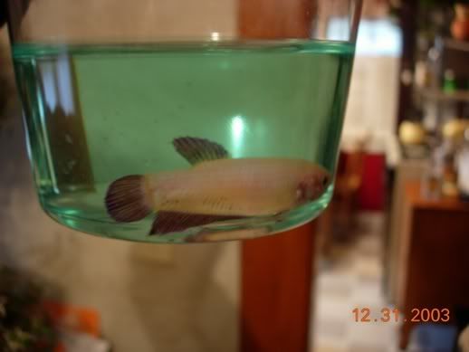 Fish025.jpg
