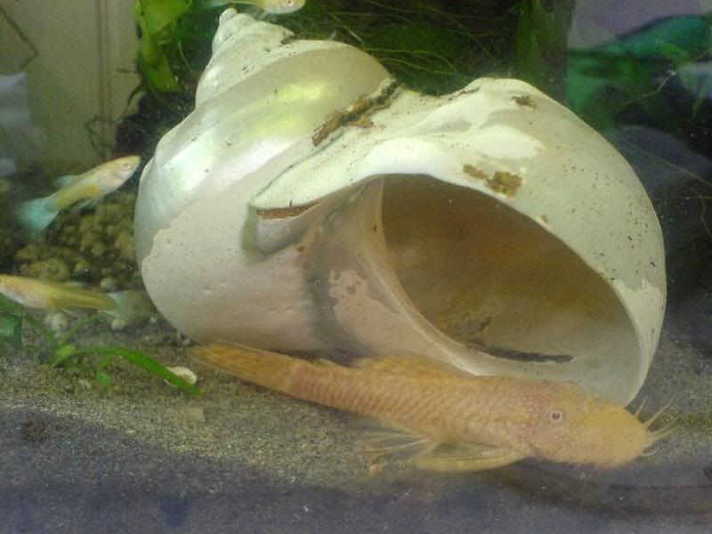bristlenosemale4.jpg