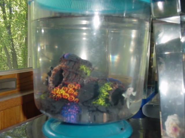 Fishyhomes011.jpg