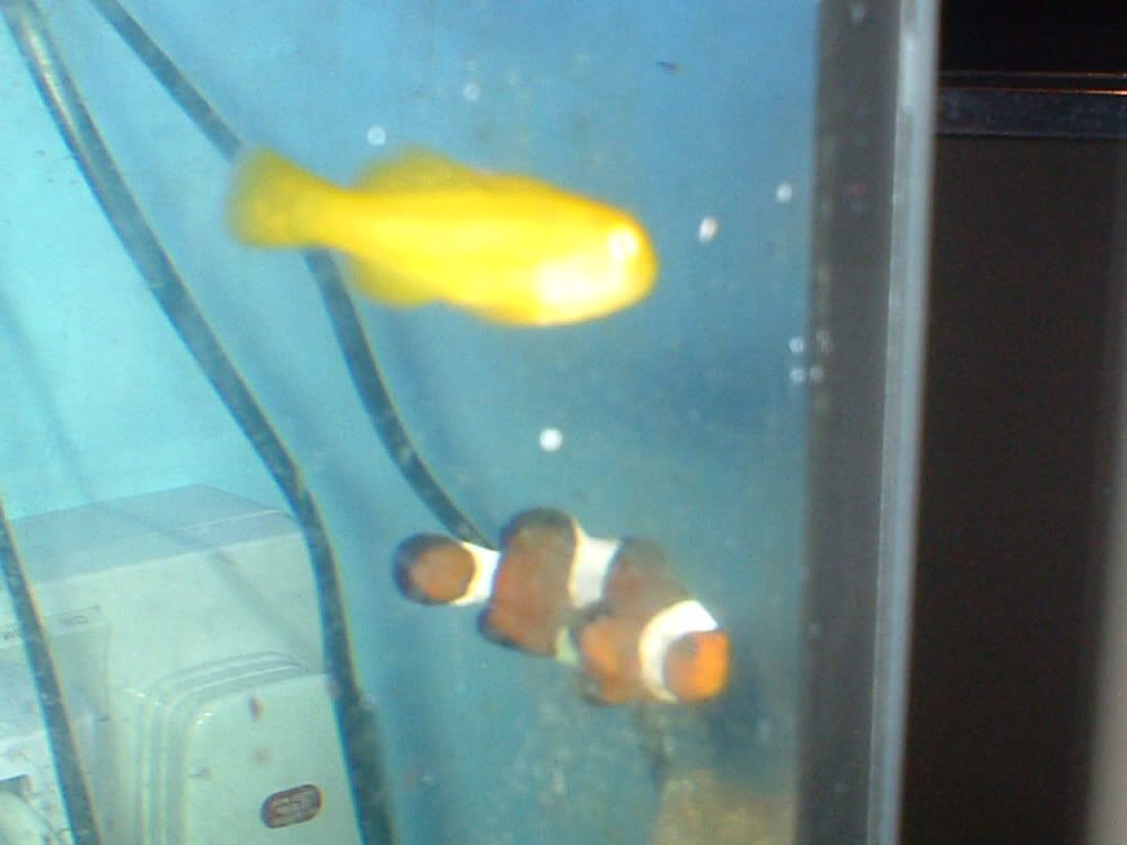yellowcoralgobyandclownfish2.jpg