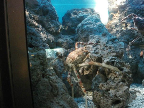 crab.jpg