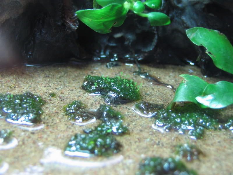 plant005.jpg