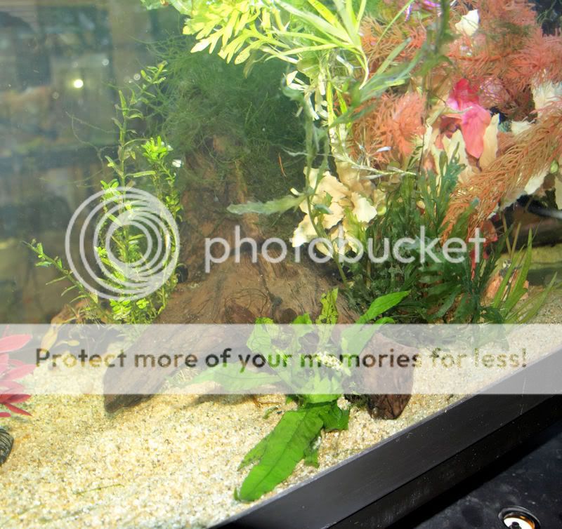 P1100451-2Amandaplants.jpg