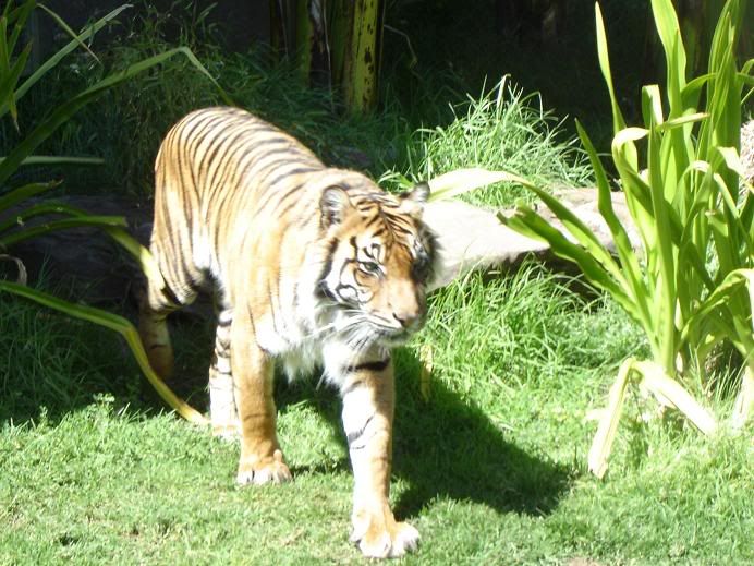 TIgerWalk.jpg