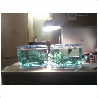 betta1.jpg