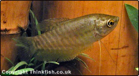 1710_snakeskin_gourami.jpg