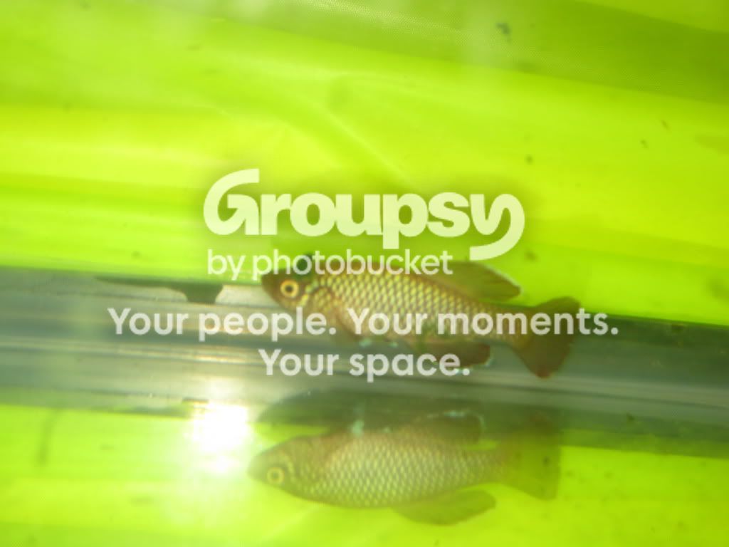 SpringFishExpo10058.jpg