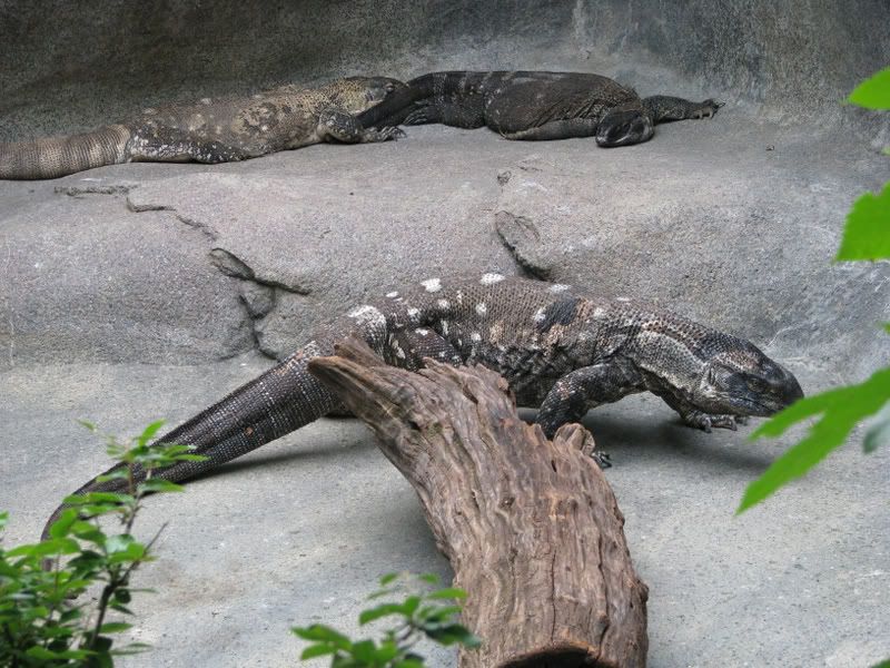 Black-throatedMonitor.jpg