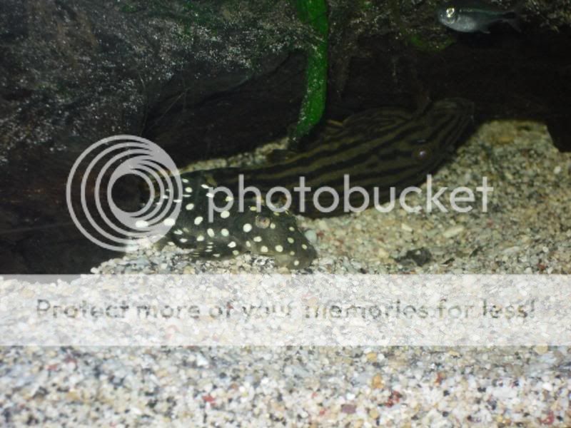 fishtanksept016.jpg