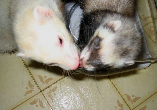 bestkissing.jpg