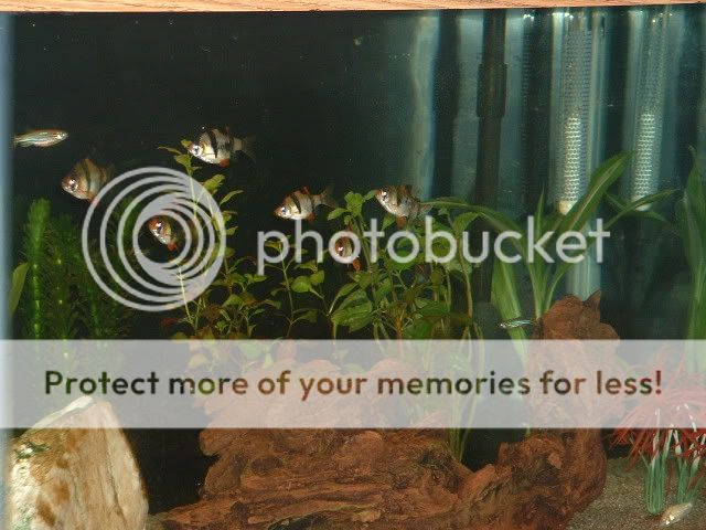 fish_032.jpg