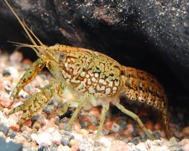 marbledCrayfish2.jpg