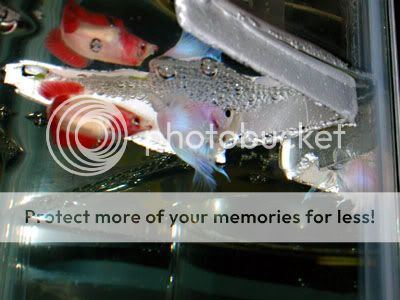 DSCN7091.jpg