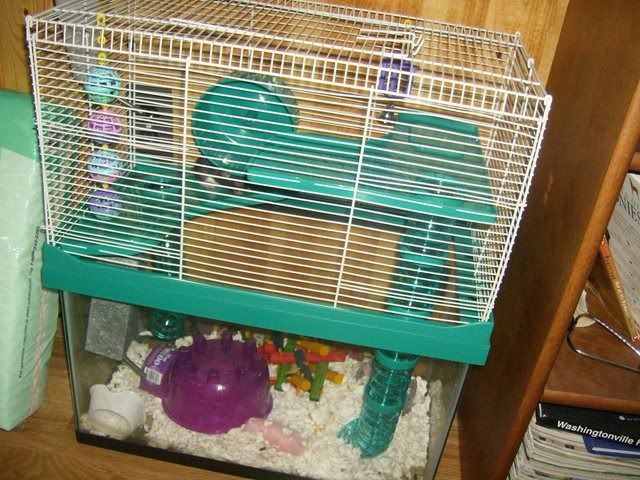 Rats018.jpg