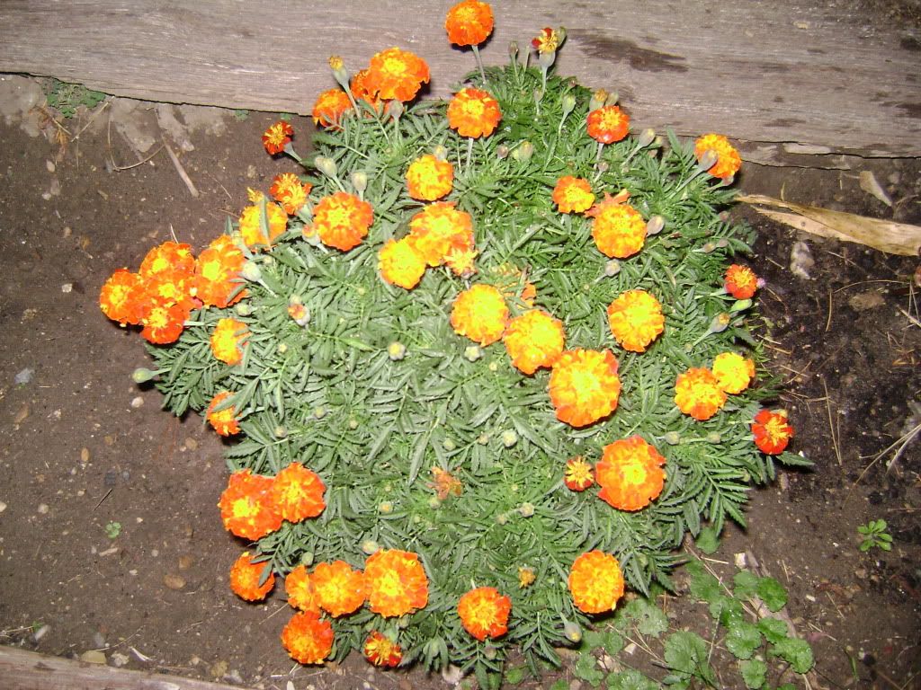 002-19.jpg