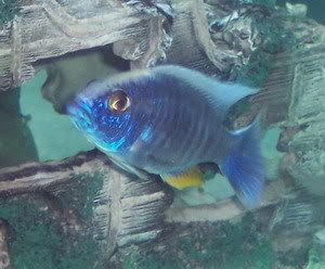 cichlids023.jpg