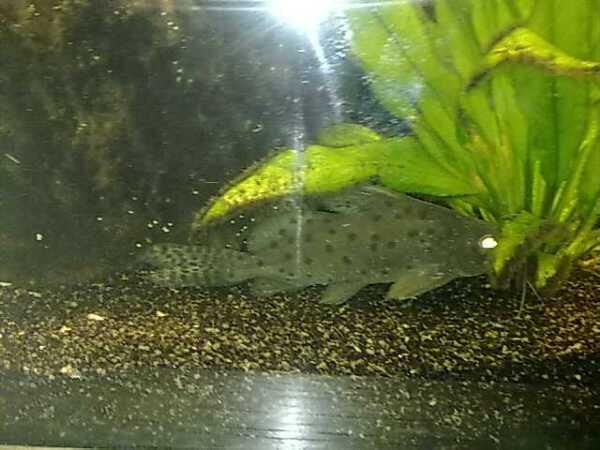 synodontis.jpg