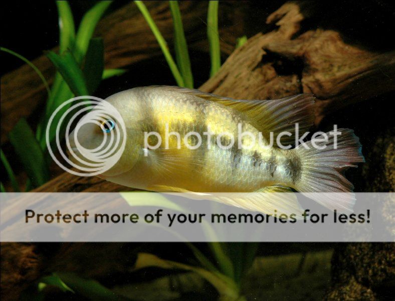 1cutterib_788x600.jpg
