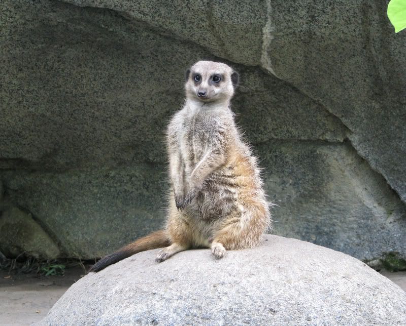 Meerkat.jpg