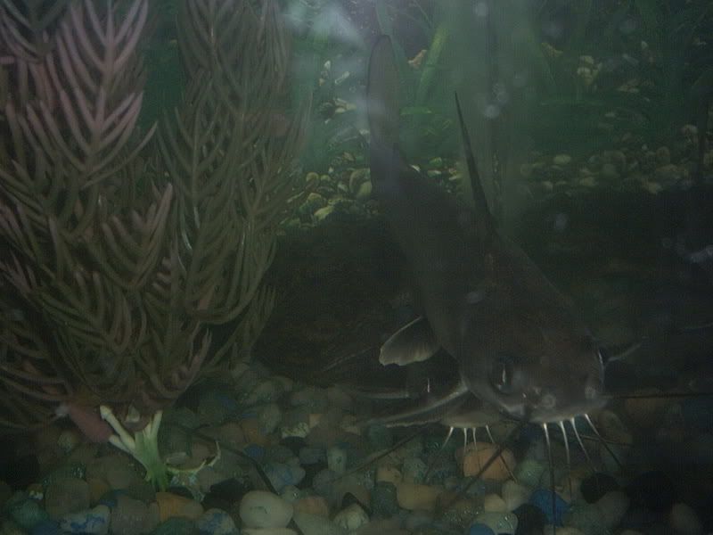 Animalpictures014.jpg
