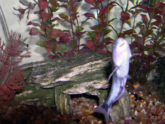shark3.jpg