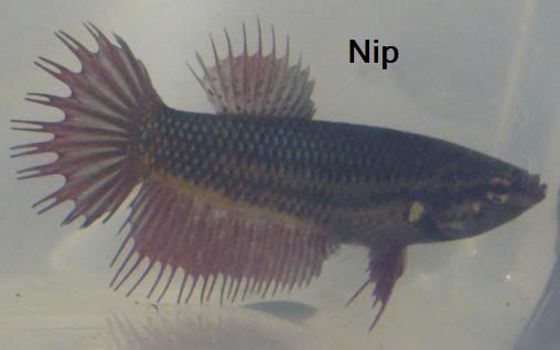 nip5.jpg