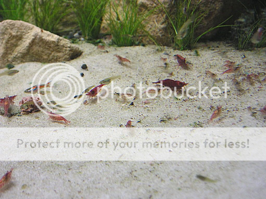 fish006.jpg