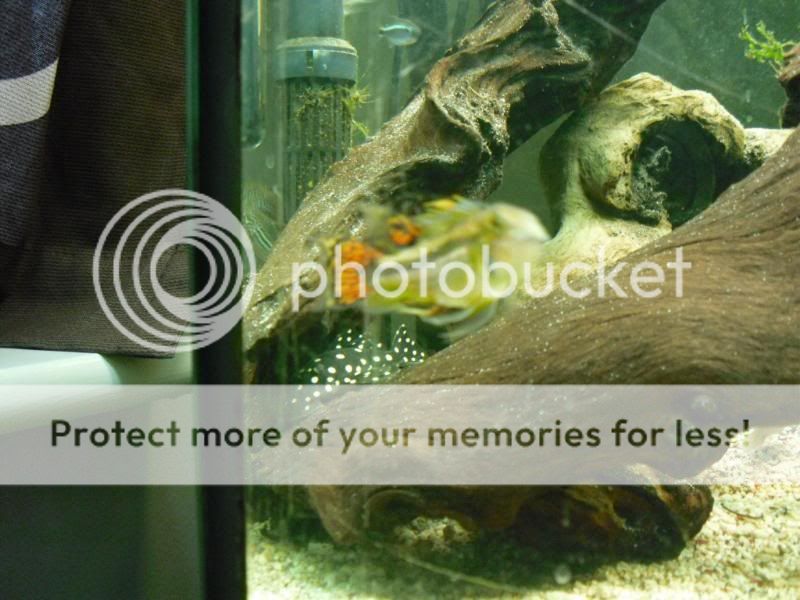 fishtanksept024.jpg