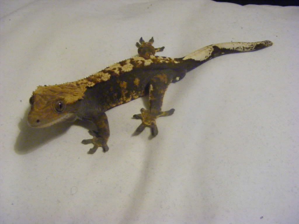 DSCF1143.jpg