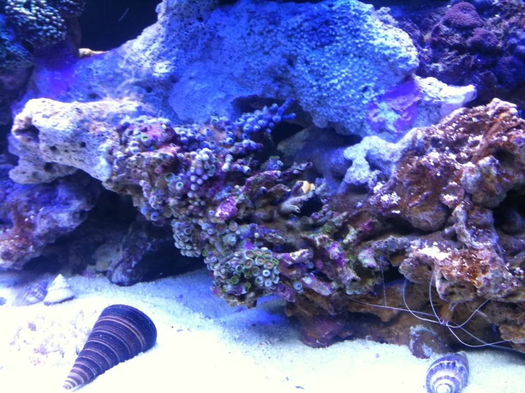 zoanthidsslowtoopen.jpg