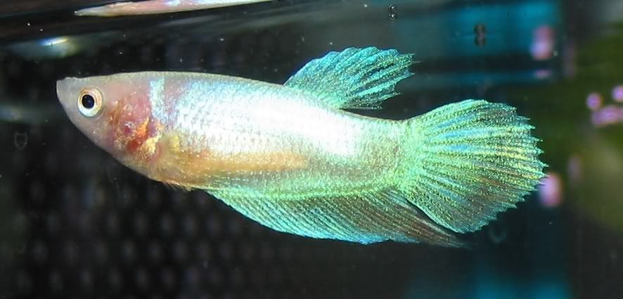 pinkfish.jpg