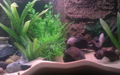 newaquarium1.jpg