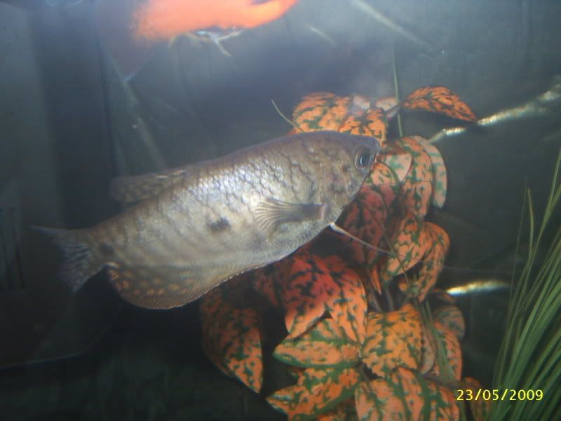 fish19.jpg