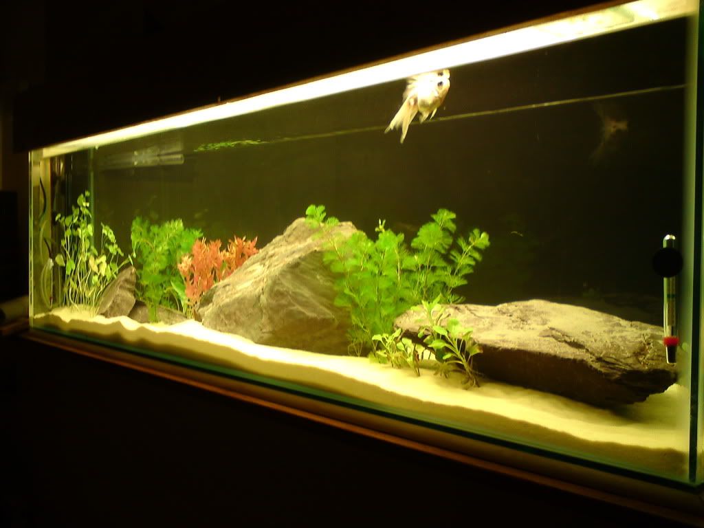 DSC00329.jpg