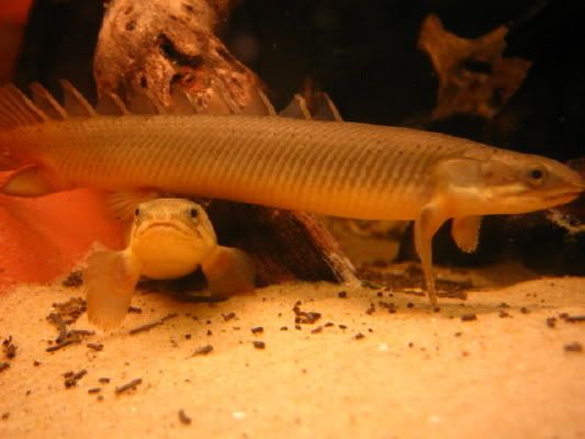 Bichirs3.jpg