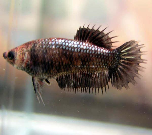 fwbettashmp1170606814.jpg