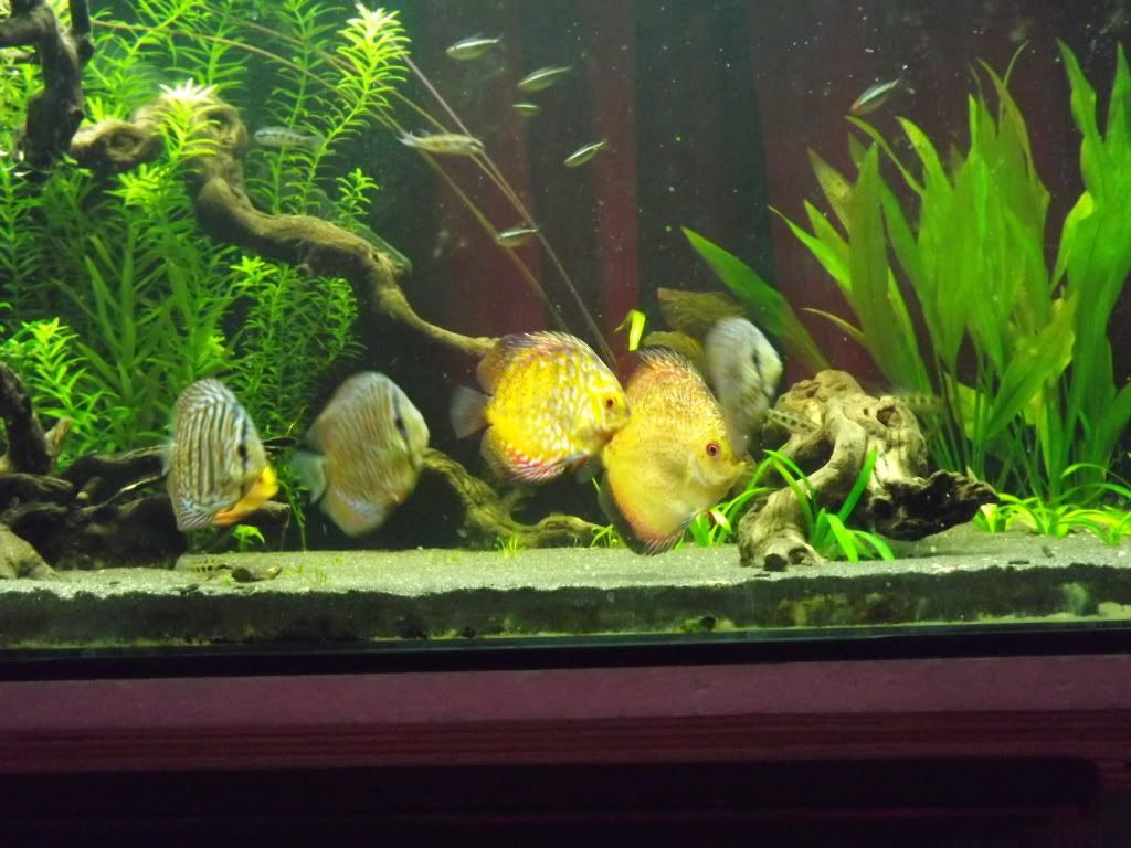 discus012.jpg