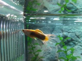 IMG00108-20090511-2156.jpg