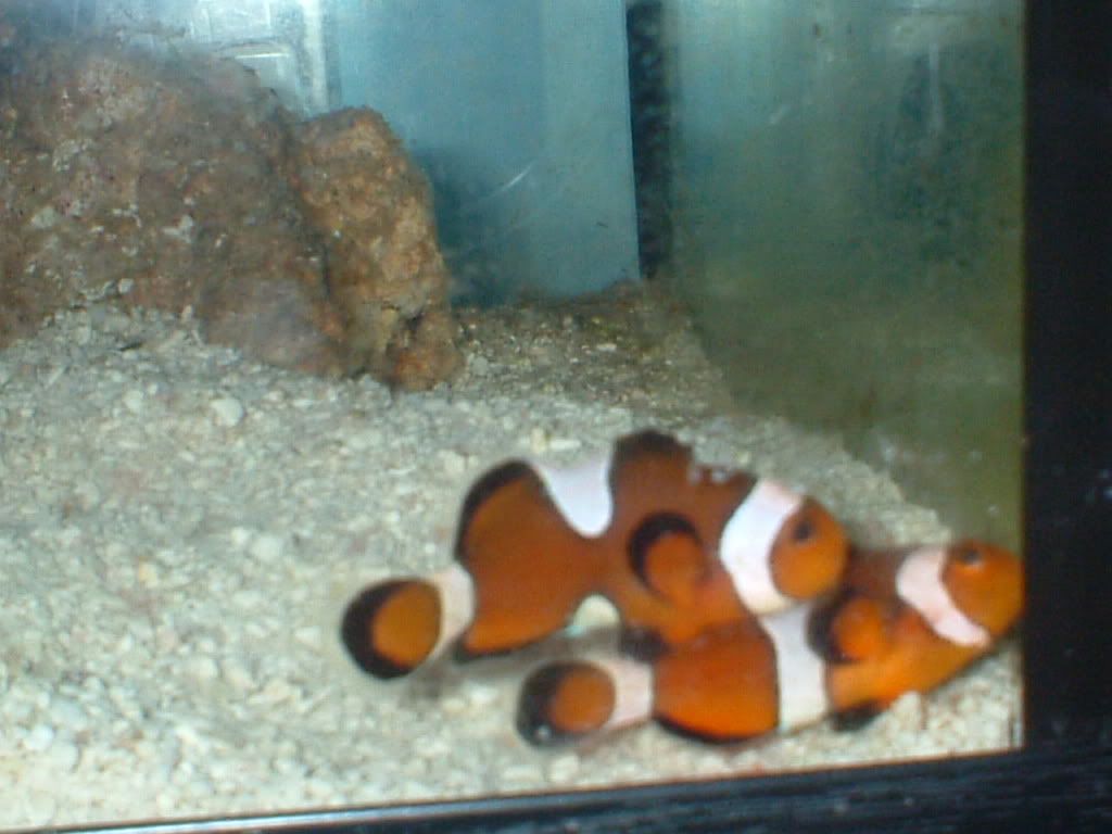 clownfishatnight.jpg