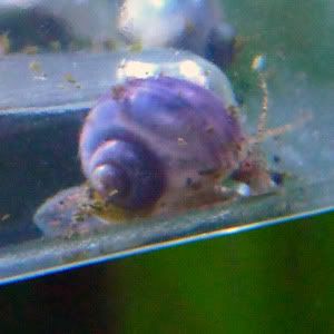 snail3.jpg