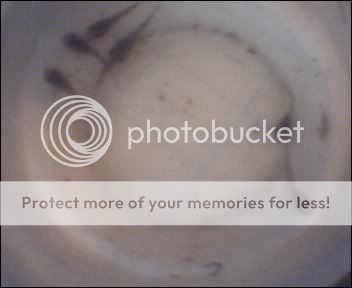 Cam00004-1.jpg