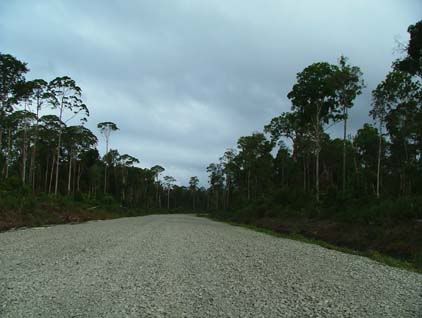 dplantation-matang.jpg
