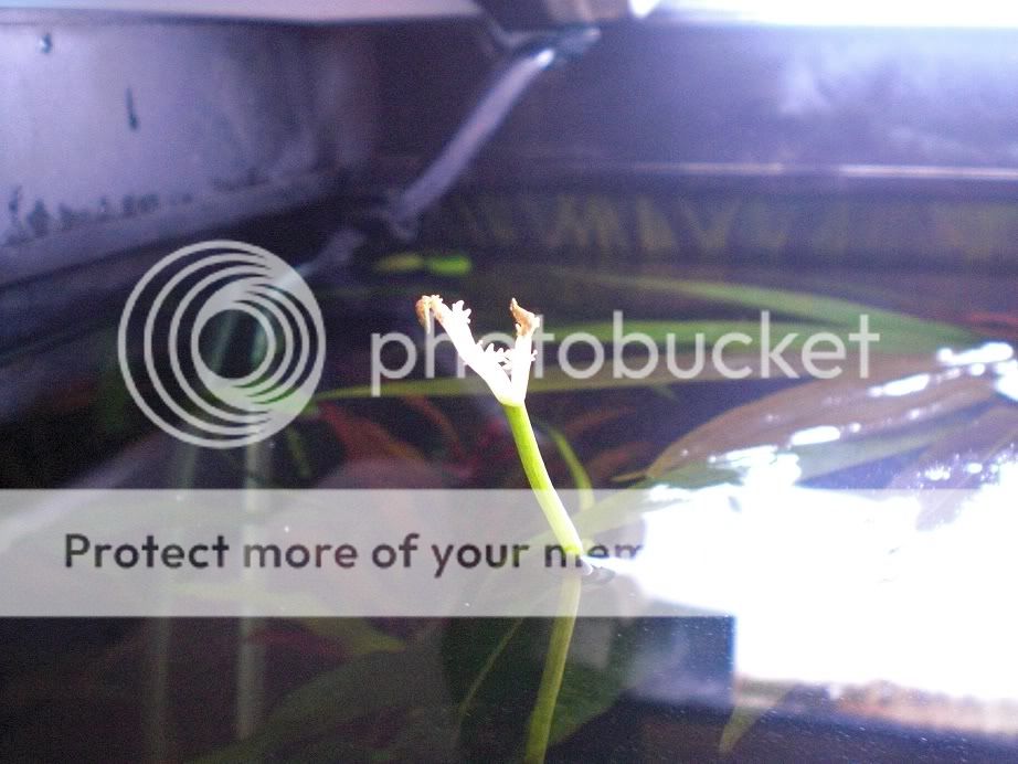 flower-1.jpg