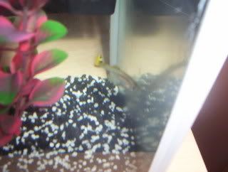 myfish028.jpg