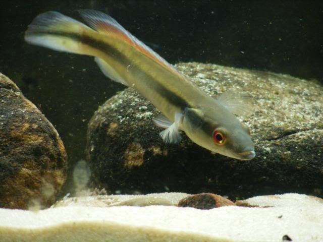 crenicichlajohanna017.jpg