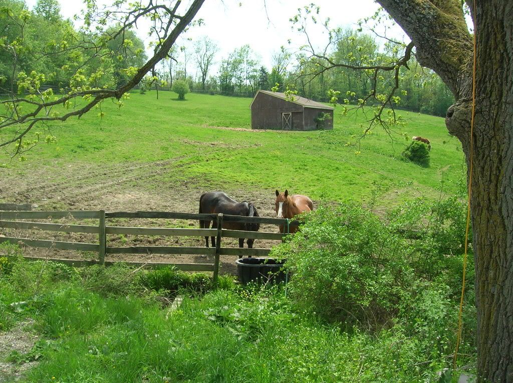horses12015.jpg